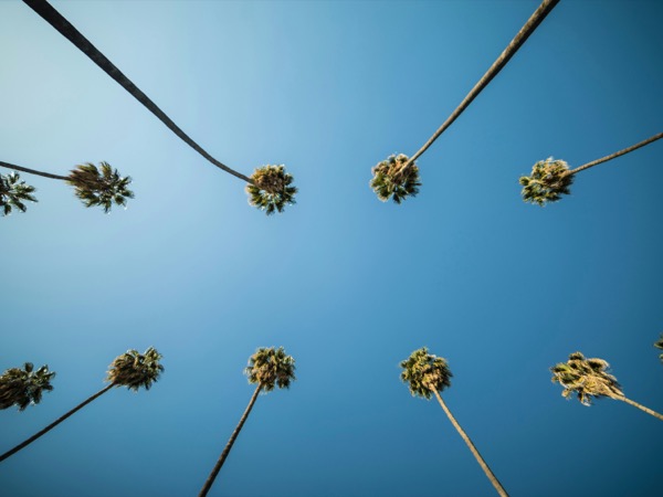 Palm trees against blue sky